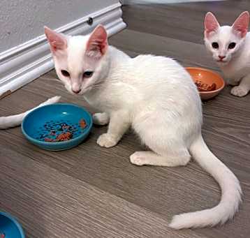 Photo of Blinky