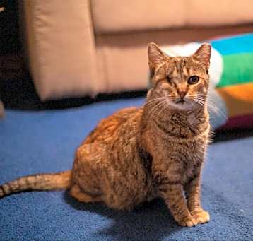 Photo of Sage