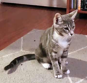 Photo of Gracie