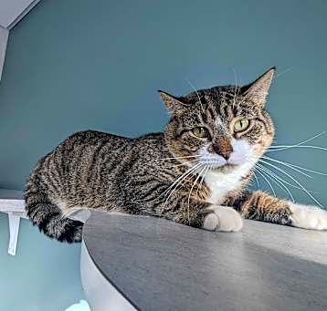 Photo of Pickle