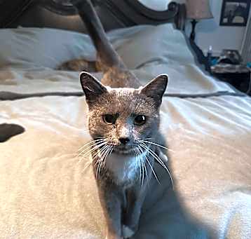 Photo of Mittens