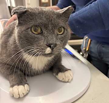 Photo of Elvis Purrsley