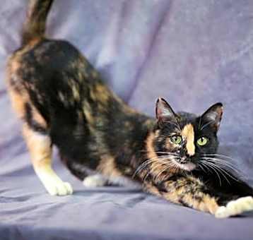 Photo of Junko