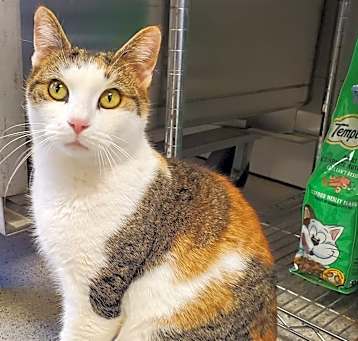 Photo of Caramel