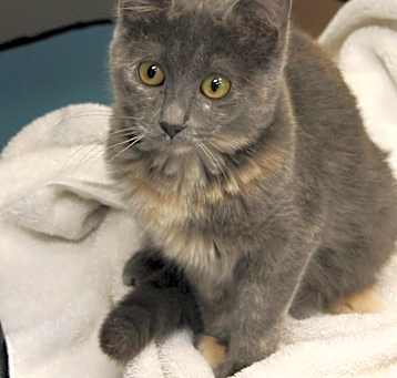 Photo of Cassia