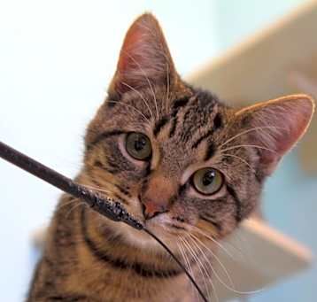 Photo of Fiddle