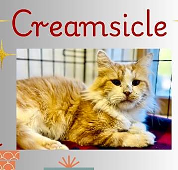 Photo of Creamsicle