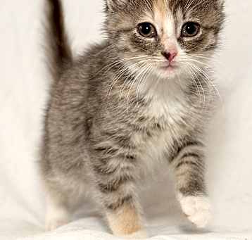 Photo of Nellie