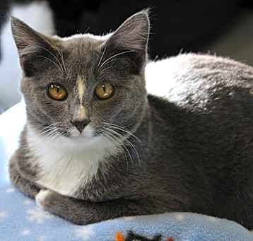 Photo of Blueberry