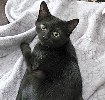 Photo of Batty