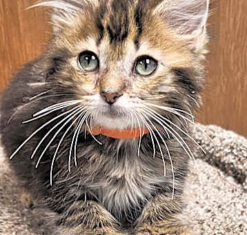 Photo of Jax