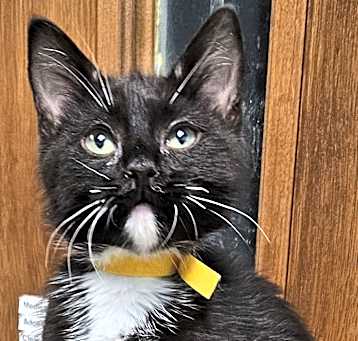 Photo of Marble