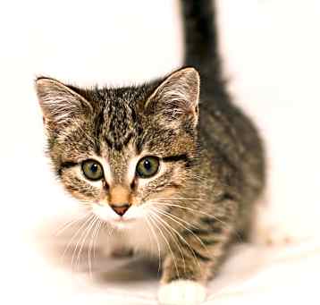 Photo of Billie Jean