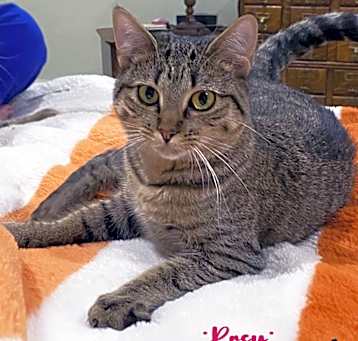 Photo of Rosy