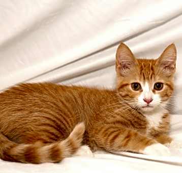 Photo of Tumbleweed Tara