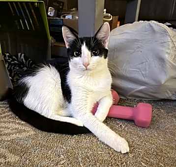 Photo of Purrducken