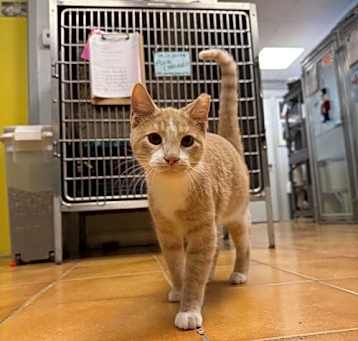 Photo of Wonder Boy