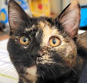 Photo of Harriet