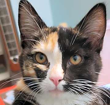 Photo of Harley