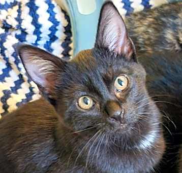 Photo of Josie