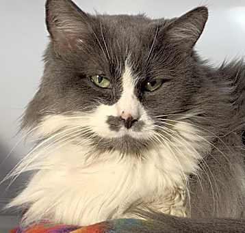 Photo of Simba (Senior) (Diabetic)
