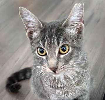 Photo of Satin