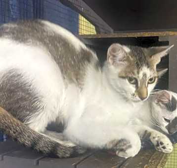 Photo of Magnolia (A2167087)