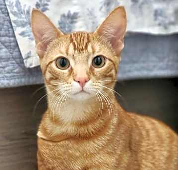 Photo of Flame