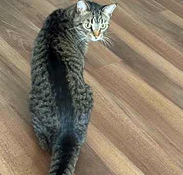 Photo of Panzer