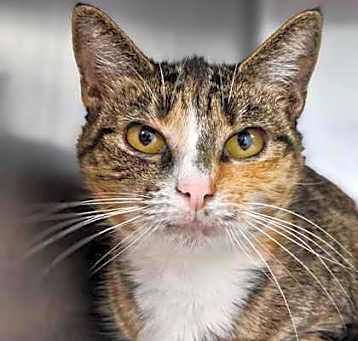 Photo of CALYPSO