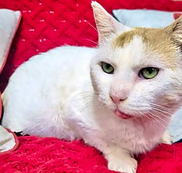 Photo of Oscar