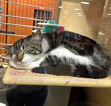 Photo of Pursey