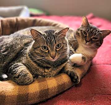 Photo of Aster & Pansy (Bonded Pair)