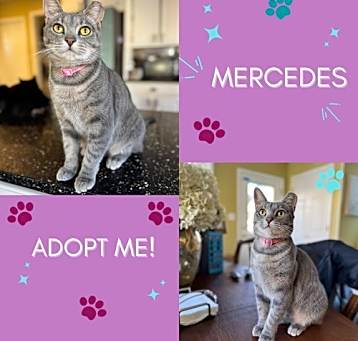 Photo of Mercedes