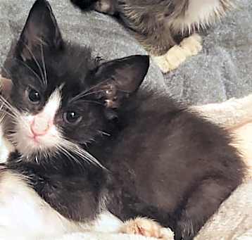 Photo of Oreo