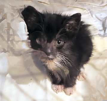 Photo of Sergeant