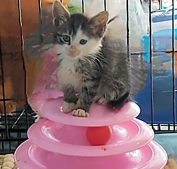 Photo of Buttercup