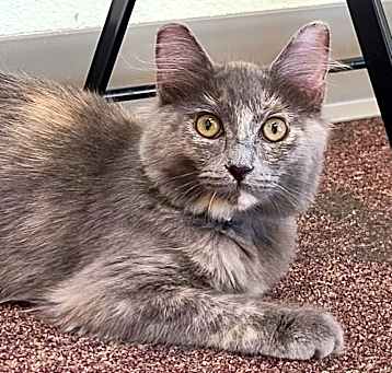 Photo of Bertie