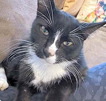 Photo of Oreo