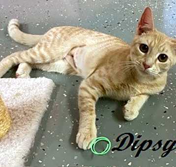 Photo of Dipsy