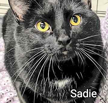 Photo of Sadie