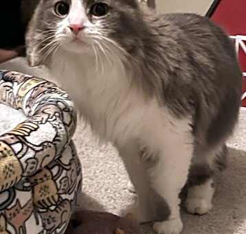 Photo of Lennox