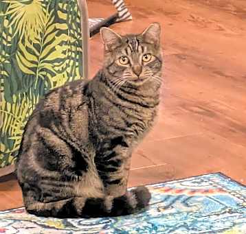 Photo of Scout