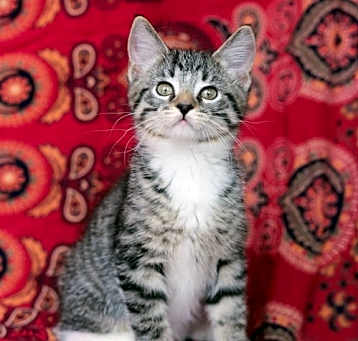 Photo of Wonko
