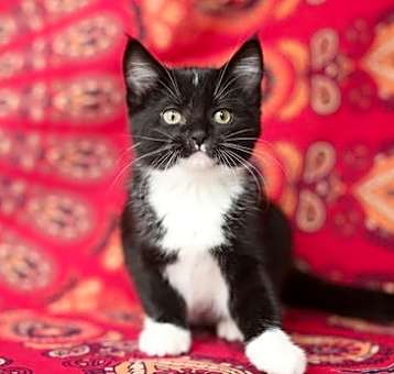 Photo of Roosta