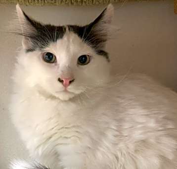 Photo of Tantor24