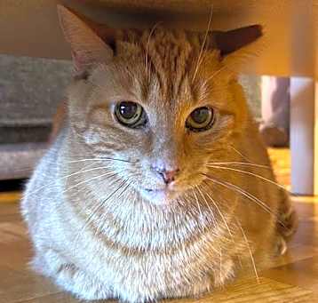 Photo of Sherlock *MUST BE ADOPTED WITH