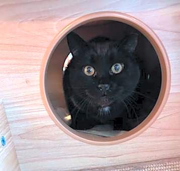 Photo of Watson *MUST BE ADOPTED WITH S