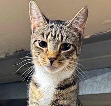 Photo of Hamilton