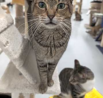 Photo of Saffron